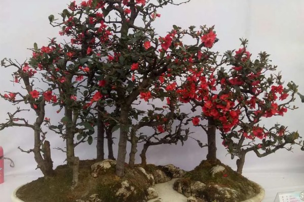 海棠花适合在家养吗,可以家养