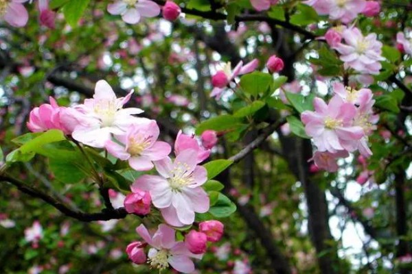 海棠花适合在家养吗,可以家养