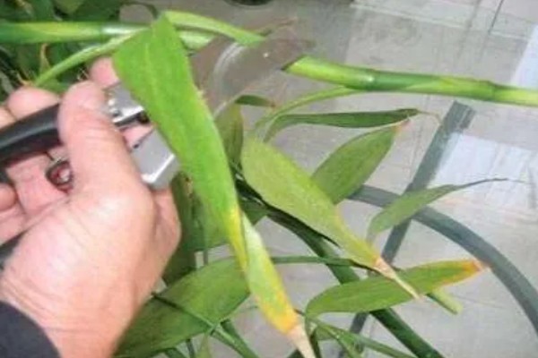 富贵竹叶子发黄如何处理，剪除黄叶并喷施多菌灵