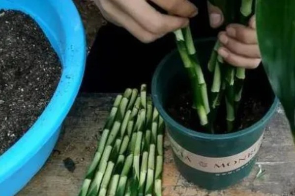 富贵竹叶子发黄如何处理，剪除黄叶并喷施多菌灵