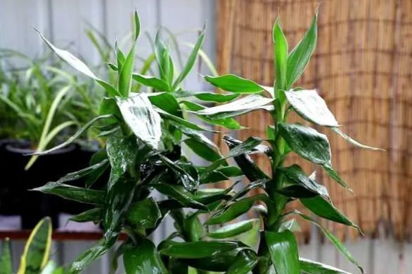 富贵竹叶子发黄如何处理，剪除黄叶并喷施多菌灵