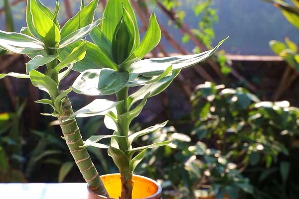 富贵竹叶子发黄如何处理，剪除黄叶并喷施多菌灵