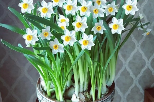 水仙花什么时候开,早的话1月就开了