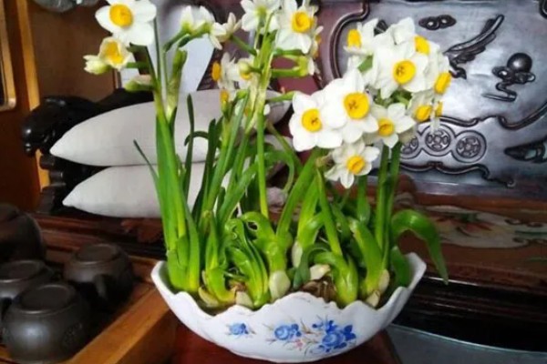 水仙花什么时候开,早的话1月就开了