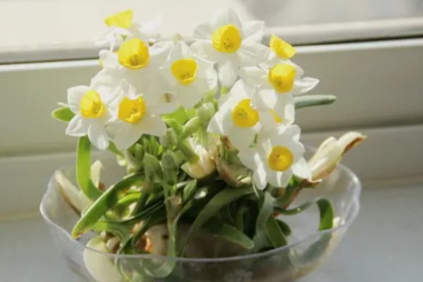 水仙花什么时候开,早的话1月就开了