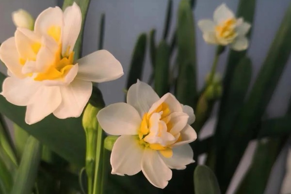 水仙花什么时候开,早的话1月就开了