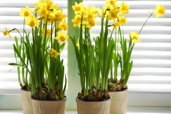 水仙花什么时候开,早的话1月就开了