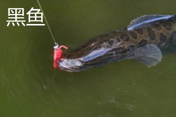 0.8号千又钩可以钓哪些鱼，黑鱼、黄颡鱼、鲶鱼皆可垂钓