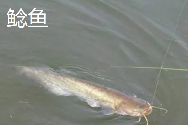 0.8号千又钩可以钓哪些鱼，黑鱼、黄颡鱼、鲶鱼皆可垂钓