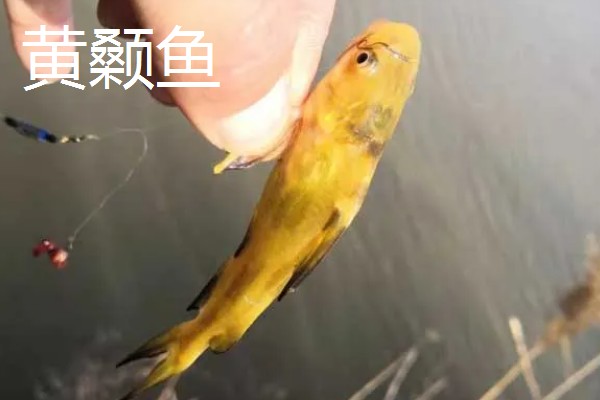 0.8号千又钩可以钓哪些鱼，黑鱼、黄颡鱼、鲶鱼皆可垂钓
