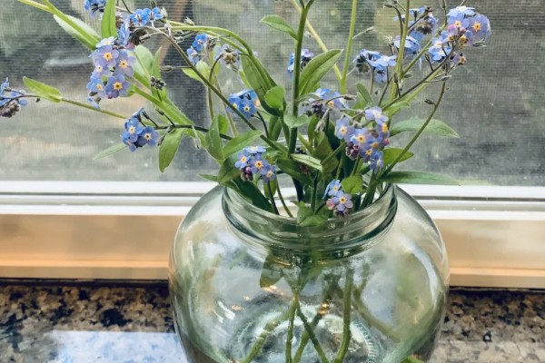 勿忘我能否在客厅摆放，适合观赏可以养在客厅中