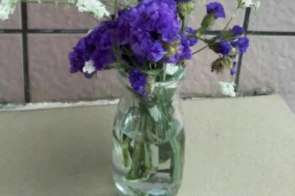 勿忘我能否在客厅摆放，适合观赏可以养在客厅中