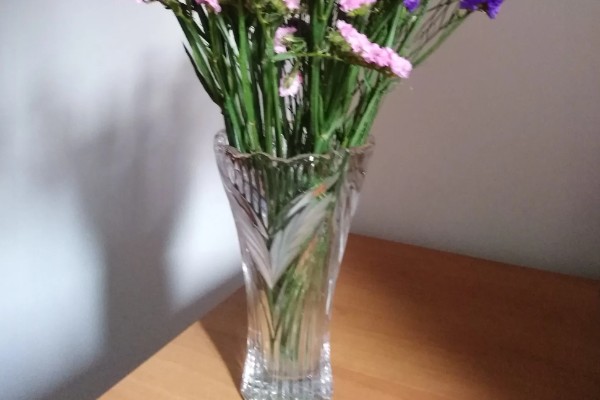 勿忘我能否在客厅摆放，适合观赏可以养在客厅中