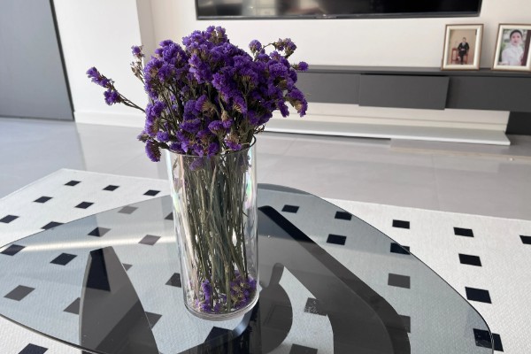 勿忘我能否在客厅摆放，适合观赏可以养在客厅中