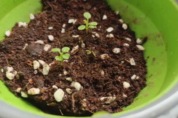 勿忘我能否在客厅摆放，适合观赏可以养在客厅中