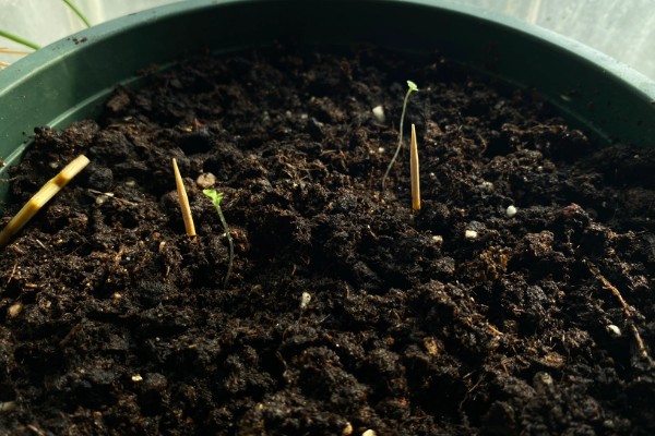 勿忘我能否在客厅摆放，适合观赏可以养在客厅中