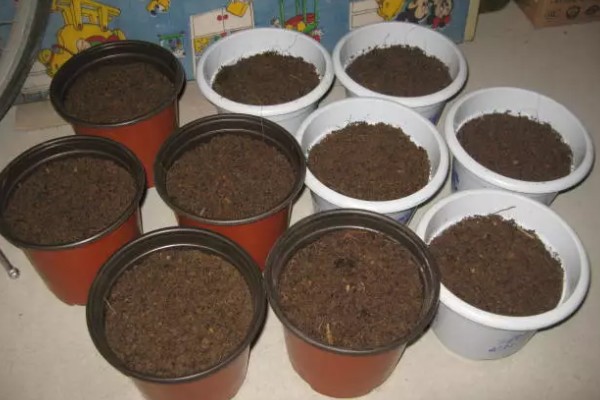 勿忘我能否在客厅摆放，适合观赏可以养在客厅中