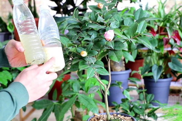 盆栽山茶花的施肥时间，不同季节的施肥方法不同