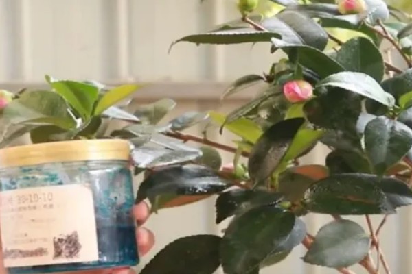 盆栽山茶花的施肥时间，不同季节的施肥方法不同