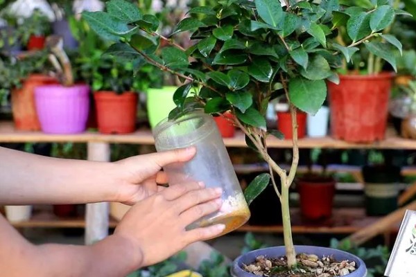 盆栽山茶花的施肥时间，不同季节的施肥方法不同