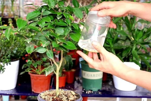 盆栽山茶花的施肥时间，不同季节的施肥方法不同