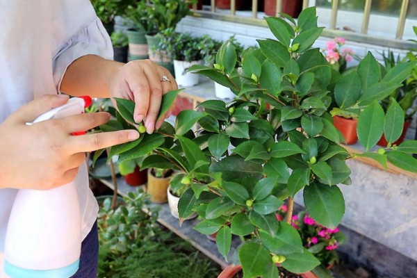 盆栽山茶花的施肥时间，不同季节的施肥方法不同