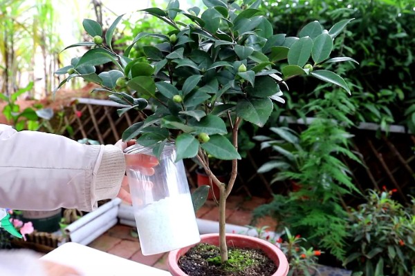 盆栽山茶花的施肥时间，不同季节的施肥方法不同