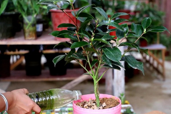 盆栽山茶花的施肥时间，不同季节的施肥方法不同