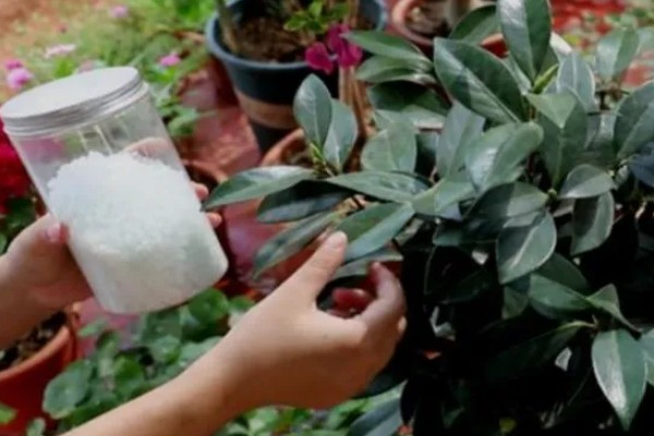 盆栽山茶花的施肥时间，不同季节的施肥方法不同