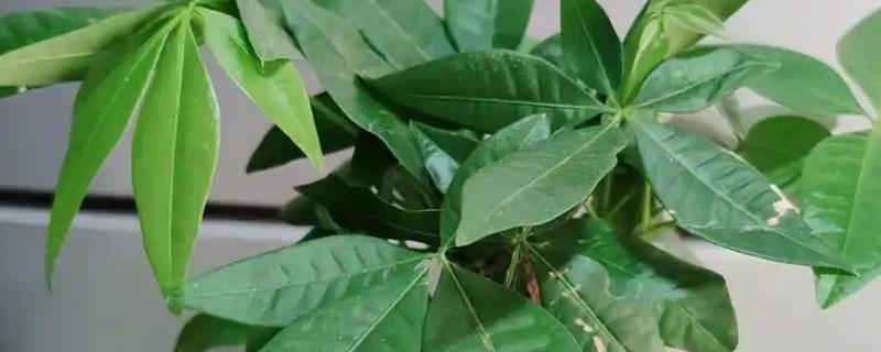发财树叶片下垂的解决方式，需要对其进行修剪