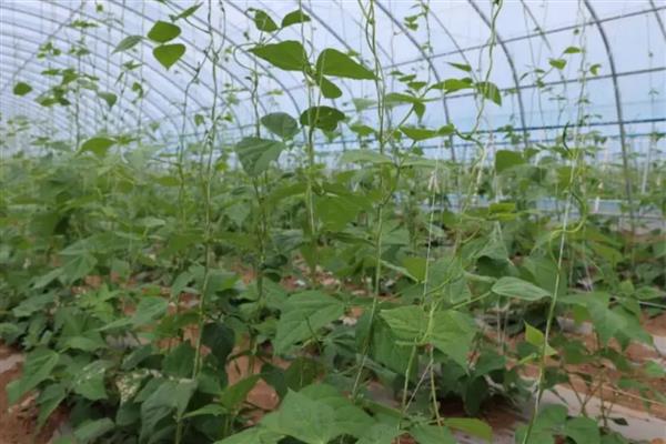 架豆角的种植技术，生长的适宜温度为25-35度