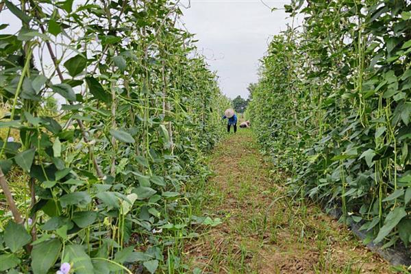 架豆角的种植技术，生长的适宜温度为25-35度