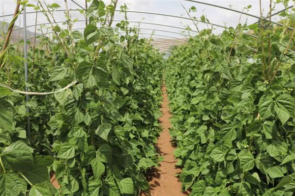 架豆角的种植技术，生长的适宜温度为25-35度