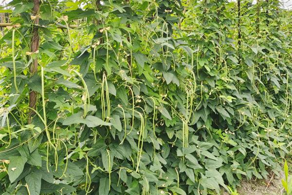 架豆角的种植技术，生长的适宜温度为25-35度