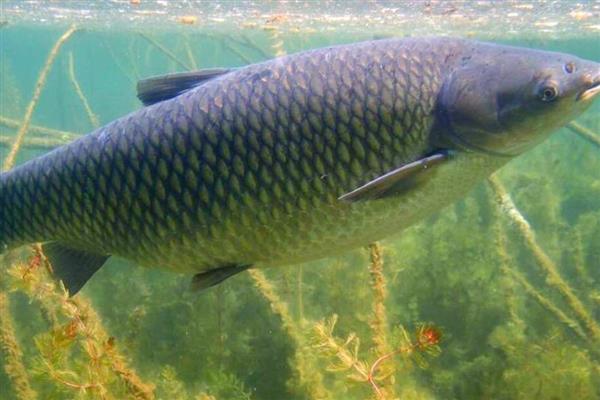 青鱼的食物，主要以贝类为食