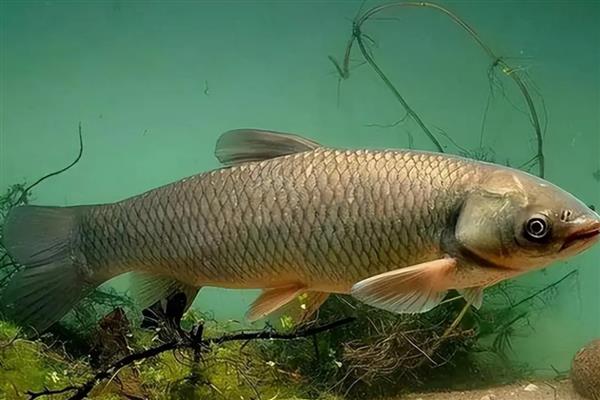 青鱼的食物，主要以贝类为食