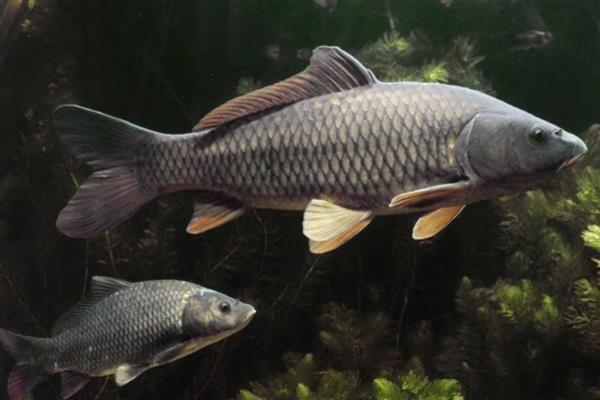 青鱼的食物，主要以贝类为食