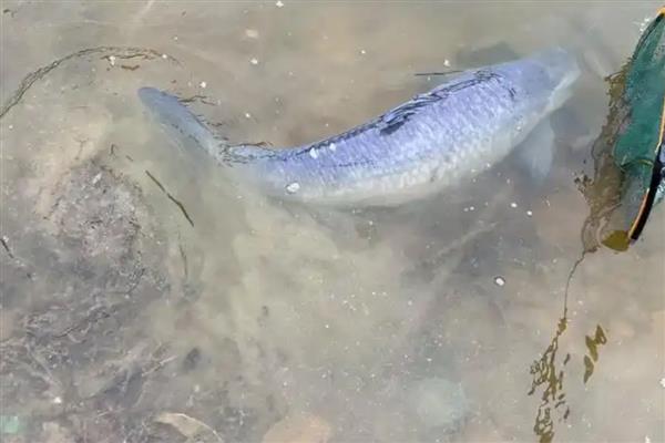 青鱼的食物，主要以贝类为食