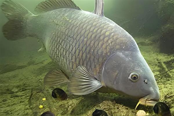青鱼的食物，主要以贝类为食