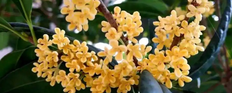 哪些花卉在9月份开放,常见桂花、一串红等品种