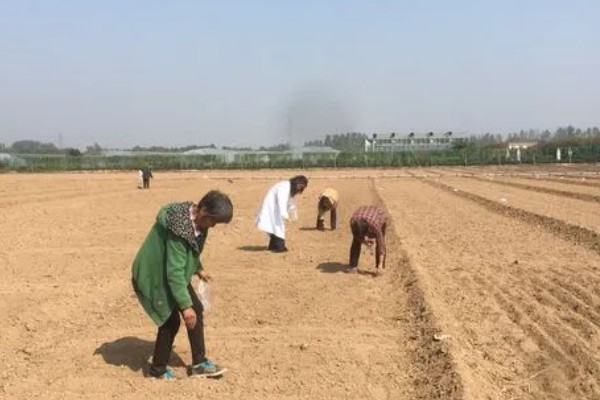 角瓜的种植方法，长出3-4片真叶时要追施复合肥