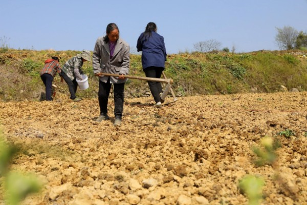 角瓜的种植方法，长出3-4片真叶时要追施复合肥