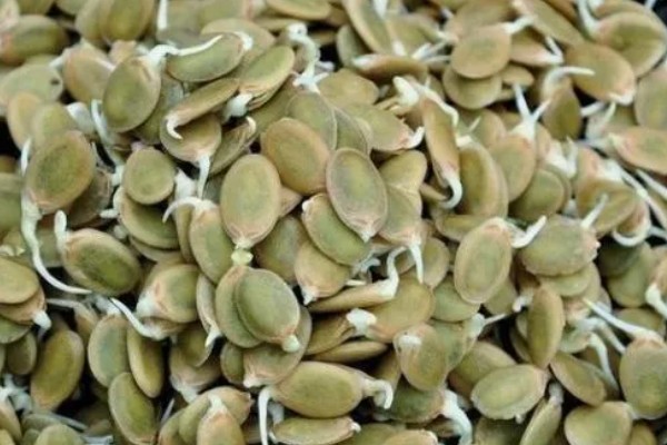 角瓜的种植方法，长出3-4片真叶时要追施复合肥