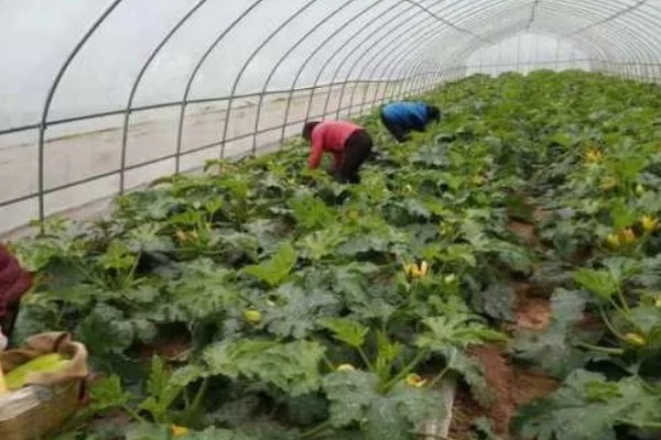 角瓜的种植方法，长出3-4片真叶时要追施复合肥