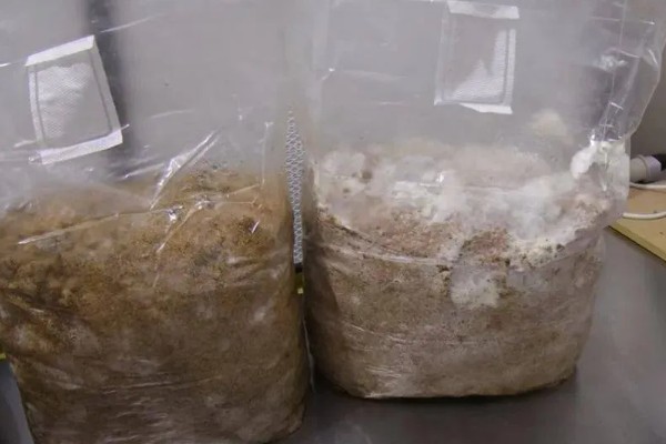 金针菇的种植方式,室温要保持在20-25℃