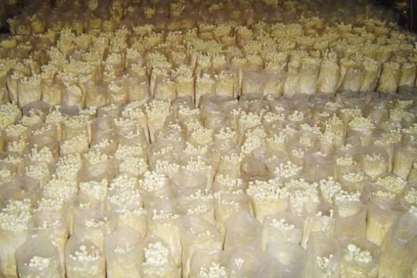 金针菇的种植方式,室温要保持在20-25℃