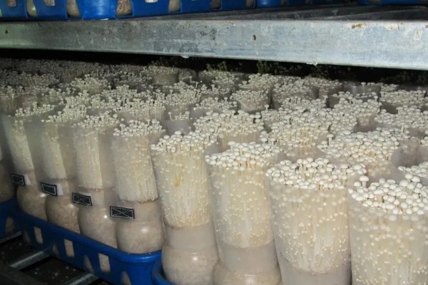 金针菇的种植方式,室温要保持在20-25℃