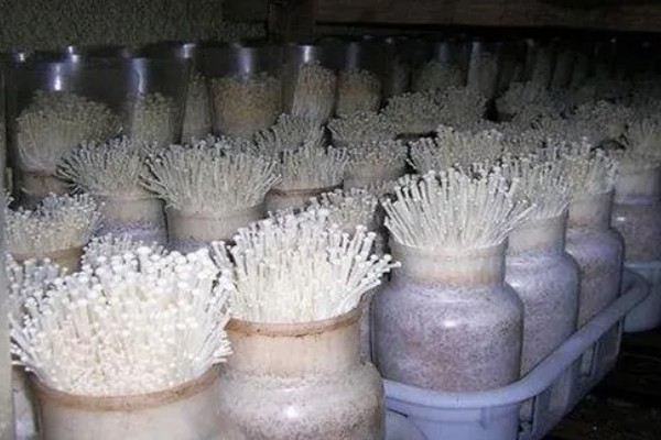 金针菇的种植方式,室温要保持在20-25℃
