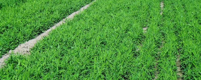 柴胡的种植亩产量,种植一年亩产100公斤干品