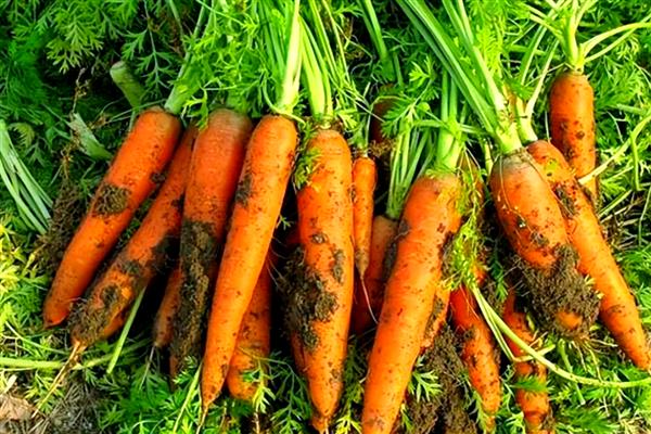 胡萝卜何时成熟,2月份种植会在5-7月份成熟